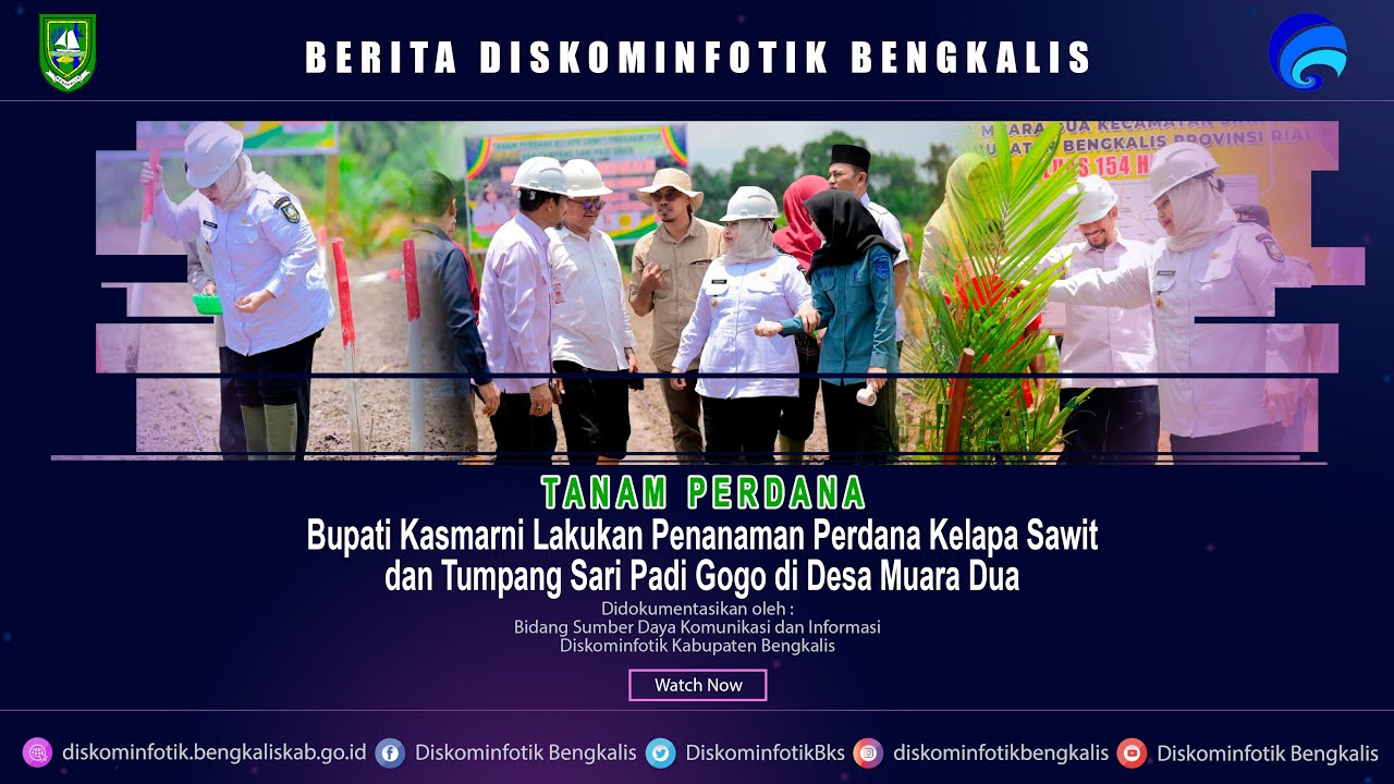 Bupati Kasmarni Tanam Perdana Kelapa Sawit dan Tumpang Sari Padi Gogo di Desa Muara