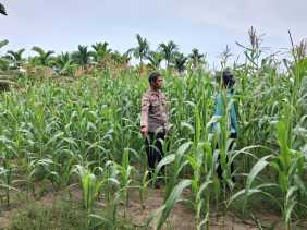 BPolsek Rupat Monitoring Perkembangan Jagung Pasca Pemupukan, Dukung Swasembada Pangan 2026