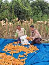 Ketahanan Pangan Jadi Prioritas, Polsek Rupat Dampingi Panen Jagung Hibrida