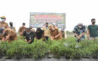 Panen Cabe Merah di Palkun, Wabup Dorong Hasil Tani Dipasarkan ke Pegawai