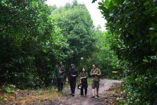 Manfaatkan Potensi Kawasan Mangrove, LPHD Teluk Pambang Akan Gelar Wisata Unik, Kunang-Kunang Mangrove 