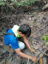 Mapala Laksmana Polbeng, Tanam Seribu Mangrove