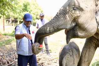 Oktober 2026: Momentum Menjemput Hak Ekologis Gajah di SM Sebanga
