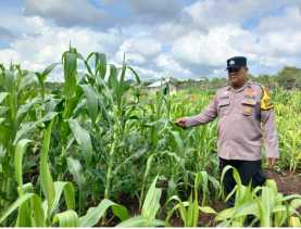 Polres Bengkalis Intensif Dampingi Perawatan Jagung Pipil Dukung Swasembada Pangan