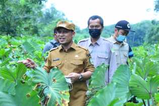 Pemkab Bersama Kantor Karantina Pertanian Pekanbaru Galakkan Tanam Talas