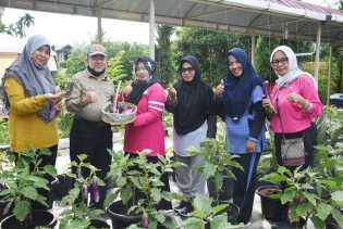 Panen Kebun Keluarga, Bustami HY Ajak Masyarakat Manfaatkan Perkarangan Rumah