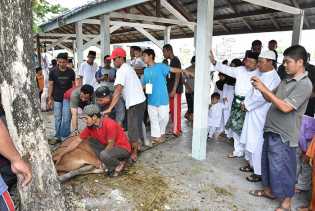 Sekda Saksikan Penyembelihan Hewan Qurban di Masjid Agung Istiqomah Bengkalis