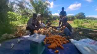 Polsek Siak Kecil Bersama Kelompok Tani Panen Jagung Pipil Dukung Ketahanan Pangan Nasional