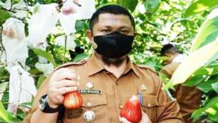 Camat Riki Rihardi Panen Jambu Air di Kelurahan Pematang Pudu, Petani Harus Didukung