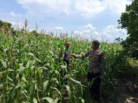 BPolsek Rupat Lakukan Pengecekan Tanaman Jagung di Batu Panjang Dukung Swasembada Pangan 2026