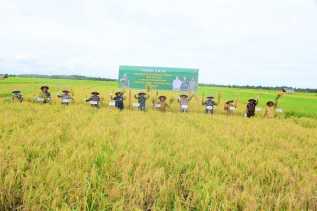 Wakil Bupati Bagus Santoso Hadiri Panen Raya Desa Mentayan