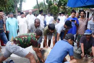 334 Orang Pegawai Pemkab Bengkalis Akan Sembelih 46 Ekor Sapi dan 13 Ekor Kambing