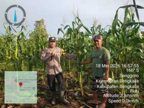 Polsek Bengkalis Intensifkan Pemantauan dan Perawatan Jagung Pipil