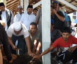 Usai Solat Ied, Sekda Bengkalis Tinjau Pemotongan Hewan Kurban