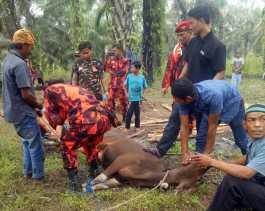 Dapat Sapi Kurban dari Bupati Bengkalis, Warga Pondok Pesantren I'tidalussny Ucapkan Terima Kasih