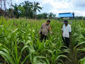 Polres Bengkalis Perkuat Ketahanan Pangan Lewat Program Jagung Pipil di Kecamatan Bantan
