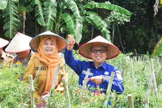 Hadiri Panen Cabe, Pjs Bupati Tavip Bangga Hasil Panen Kelompok Tani Hijau Bumi Kuala Alam