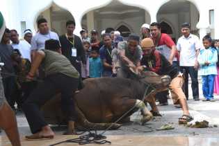 Hari Raya Idul Adha, Pemkab Bengkalis Sembelih 37 Sapi dan 15 Kambing