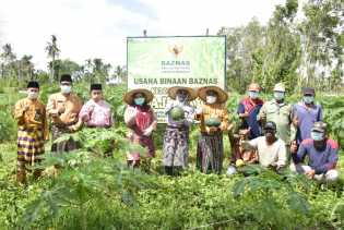 Plh Bupati Bengkalis Panen Raya Semangka, Binaan Baznas Bengkalis