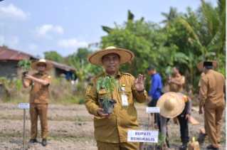 Bupati Bengkalis Terus Dorong Produktivitas Pertanian di Negeri Junjungan