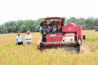 Perdana, Bupati Bengkalis Panen Bersama di Penangkaran Benih Padi Siak Kecil