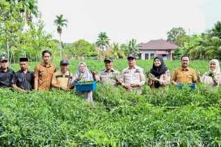 Dongkrak Ekonomi Desa, BUMDes Pasiran Panen 1,5 Ton Cabai Bersama Wabup Bagus Santoso