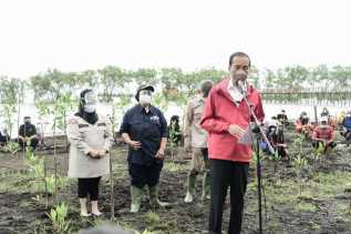 Presiden Jokowi Dukung Pengembangan Ekowisata Mangrove di Pantai Raja Kecik, Muntai Barat