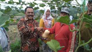 Panen Perdana di Siak Kecil, Supardi Ajak Petani Tanam Labu Madu Hana