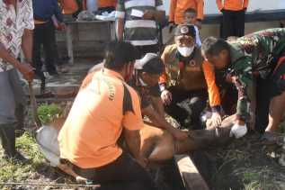 BPBD Bengkalis Potong 2 Ekor Sapi Kurban, Kalaksa Tajul Mudarris Dapat Kejutan