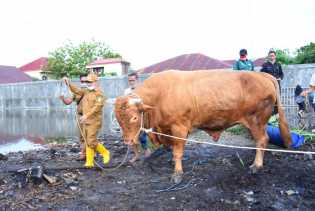 Wabup Bagus Santoso Lepas Sapi Qurban Pilihan Presiden RI Jokowi dari Bengkalis