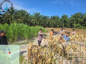 Panen Raya Jagung, Polsek Pinggir Dukung Program Asta Cita Presiden
