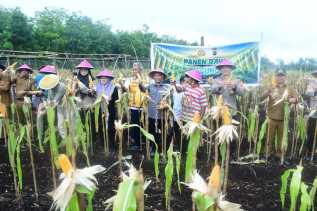 Dukung Swasembada Pangan 2026, BUMDes Restu Bersama Lakukan Panen Perdana Jagung di Desa Sukamaju