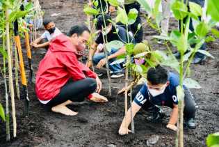 Presiden Jokowi Tanam Mangrove Bersama Anak-Anak Sekolah  