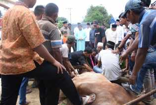 Idul Adha 1439 H, Bupati Amril Berkurban 6 Sapi dan 3 Kambing