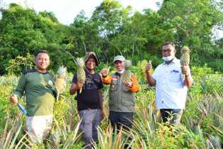 Wabup Bagus Santoso Masuk Kebun Panen Nenas Kuala Alam