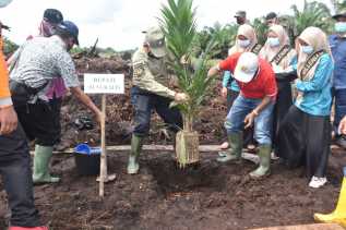 Bersama Gubri, Plh Bupati Bengkalis Tanam Bibit Sawit Perdana Program PSR