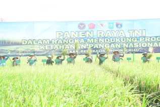 Sinergi Perkuat Ketahanan Pangan, Wabup Bagus Santoso Hadiri Panen Raya TNI di Siak Kecil