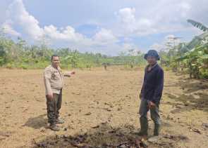 Polri Dukung Ketahanan Pangan, Polsek Siak Kecil Bersama Warga Bersihkan Lahan Jagung di Sadar Jaya