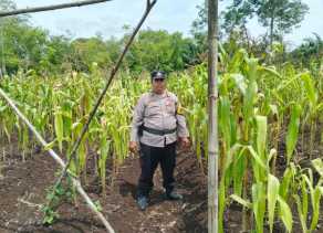 Polsek Bantan Cek Ketahanan Pangan, Jagung Pipil di Desa Sukamaju Siap Panen