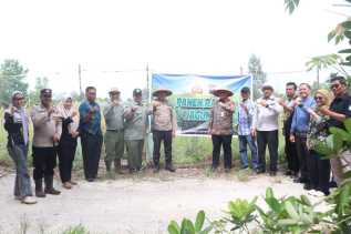Panen Raya Jagung BUMDes Dara Sembilan Digelar, Wujud Nyata Ketahanan Pangan Desa Senggoro
