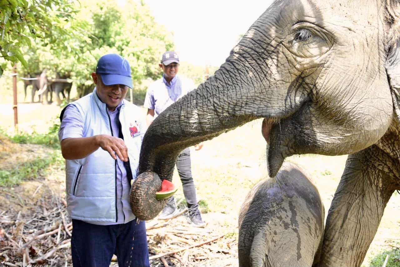 Oktober 2026: Momentum Menjemput Hak Ekologis Gajah di SM Sebanga
