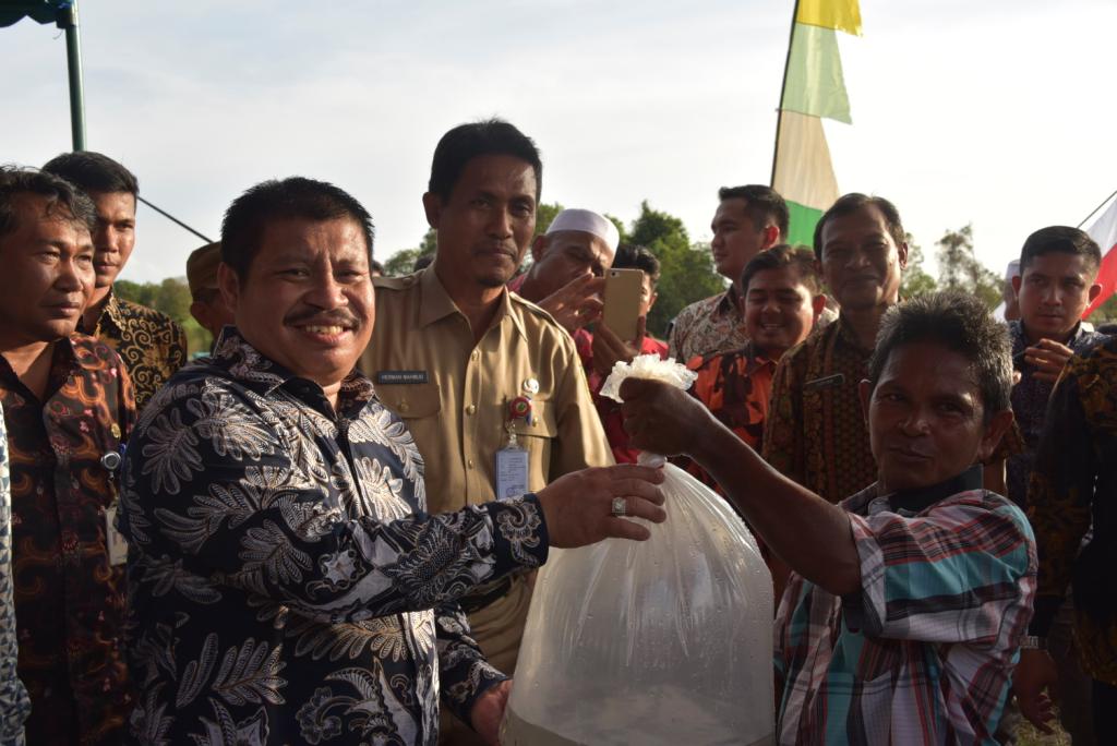 Gubri dan Bupati Bengkalis Tebar 50.000 Bibit Baung Restocking di Sungai Mandau