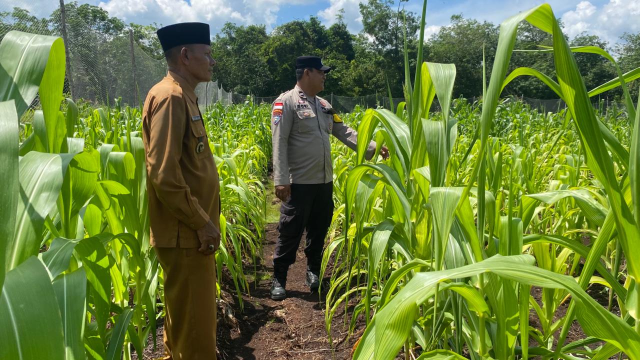 Dukung Ketahanan Pangan Nasional, Bhabinkamtibmas Polsek Bengkalis Monitoring Lahan Jagung di Desa Ketamputih
