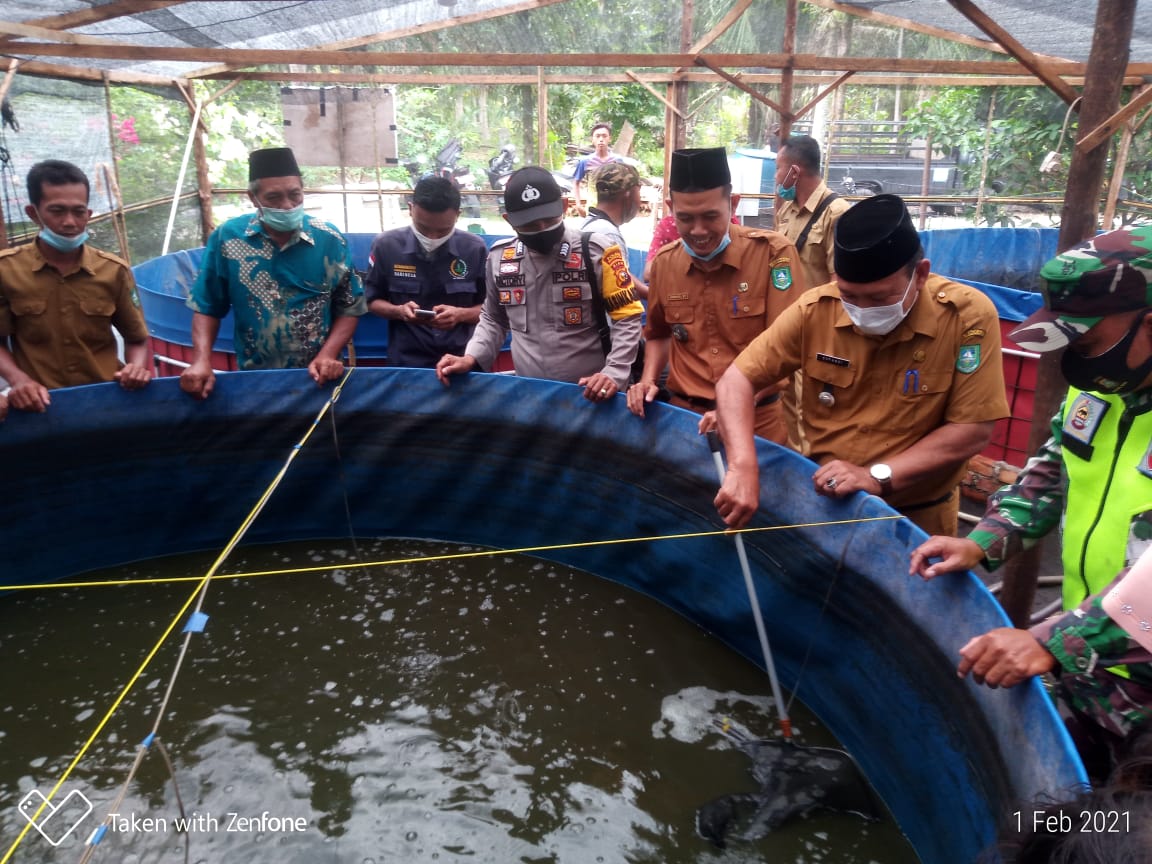 Desa Resam Lapis Panen Perdana Ikan Lele Sistem Bioflok