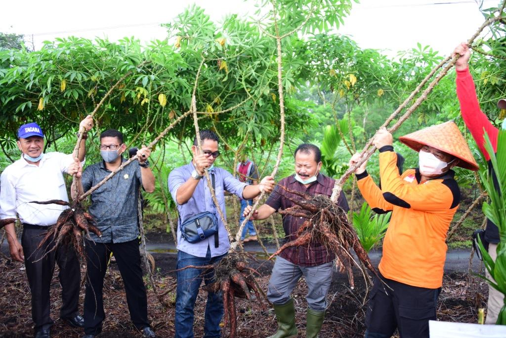 Panen Raya Ubi di Desa Pambang Baru, Pemkab Ajak Cintai Petani