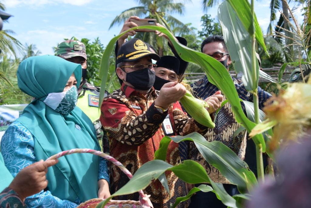 Peringatan Hari Tani Nasional, Bustami HY Panen P2L di Desa Pangkalan Batang