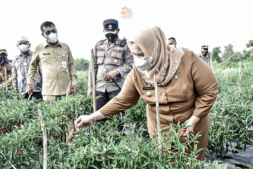 Bersama Kapolres, Bupati Kasmarni Panen Cabe Merah di Kampung Tangguh