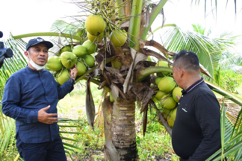 Potensi Menjanjikan, Pemkab Bengkalis Dorong Geliat Petani Kelapa