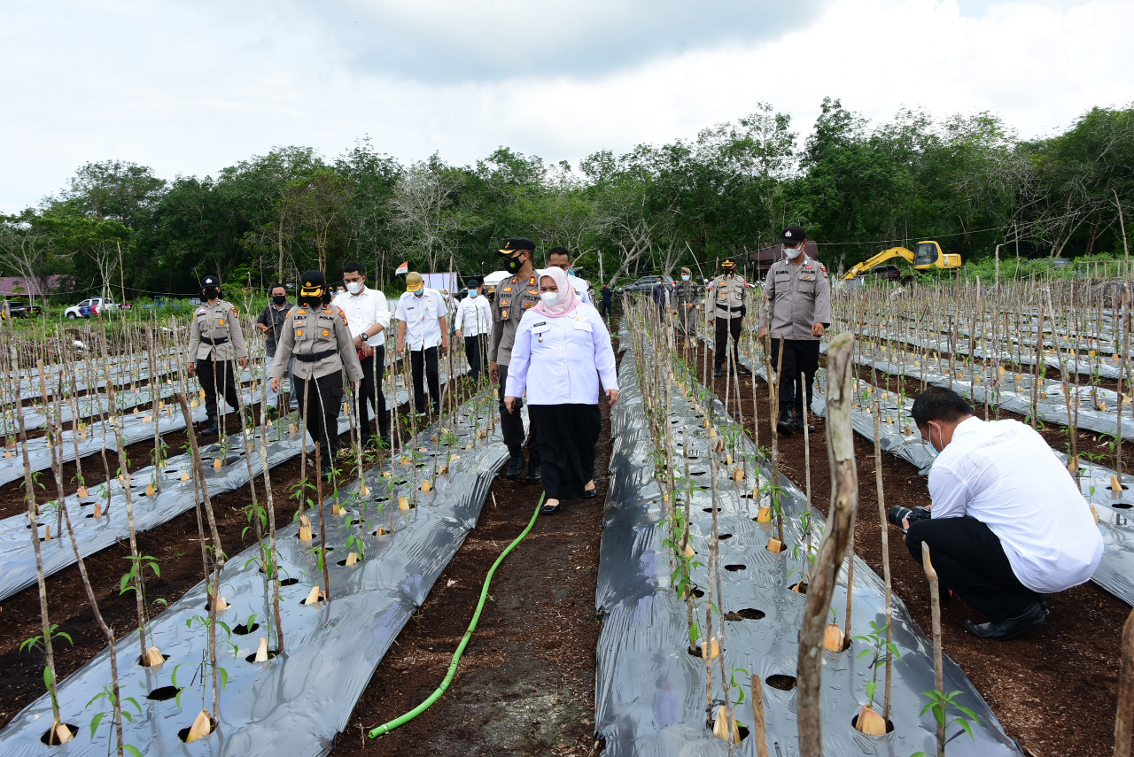 Kasmarni Bersama AKBP Hendra Gunawan Tanam Cabai Merah Kriting